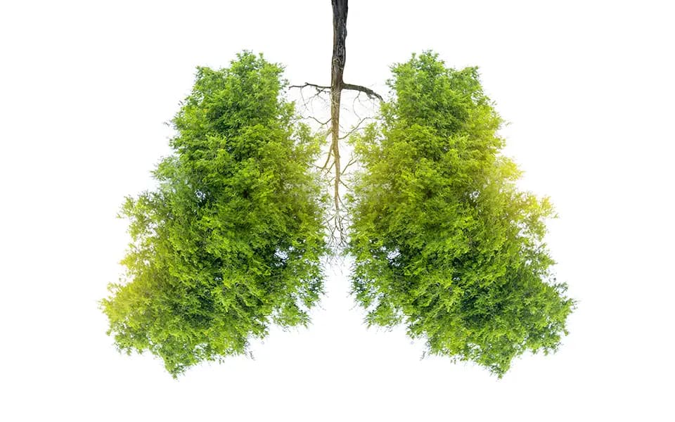 Image of trees in the shape of lungs